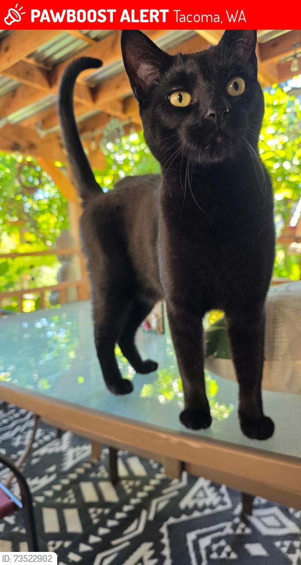 Lost Male Cat last seen S 58th St, Tacoma, WA 98409
