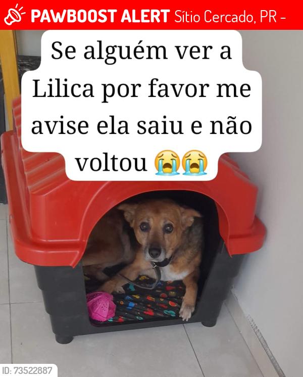 Lost Female Dog last seen Rua em frente a casa, Sítio Cercado, PR 81900-130