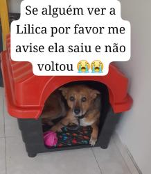 Lost Female Dog last seen Rua em frente a casa, Sítio Cercado, PR 81900-130
