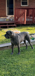 Lost Male Dog last seen Beamguard rd, Clover, SC 29710