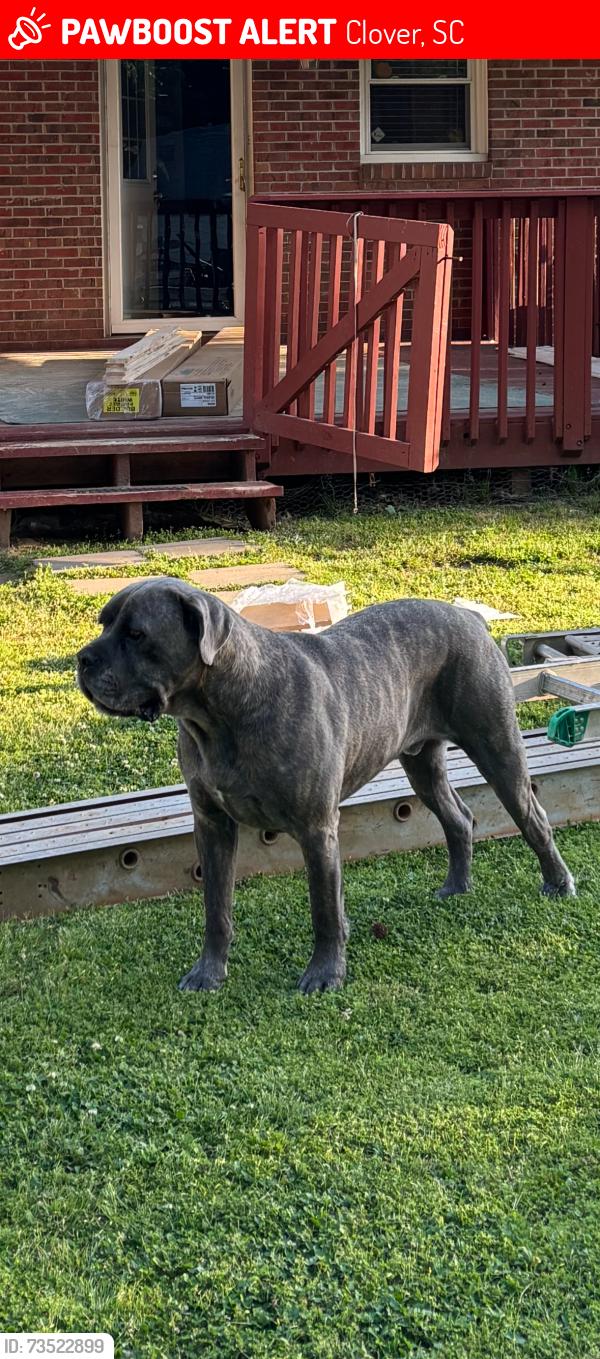 Lost Male Dog last seen Beamguard rd, Clover, SC 29710