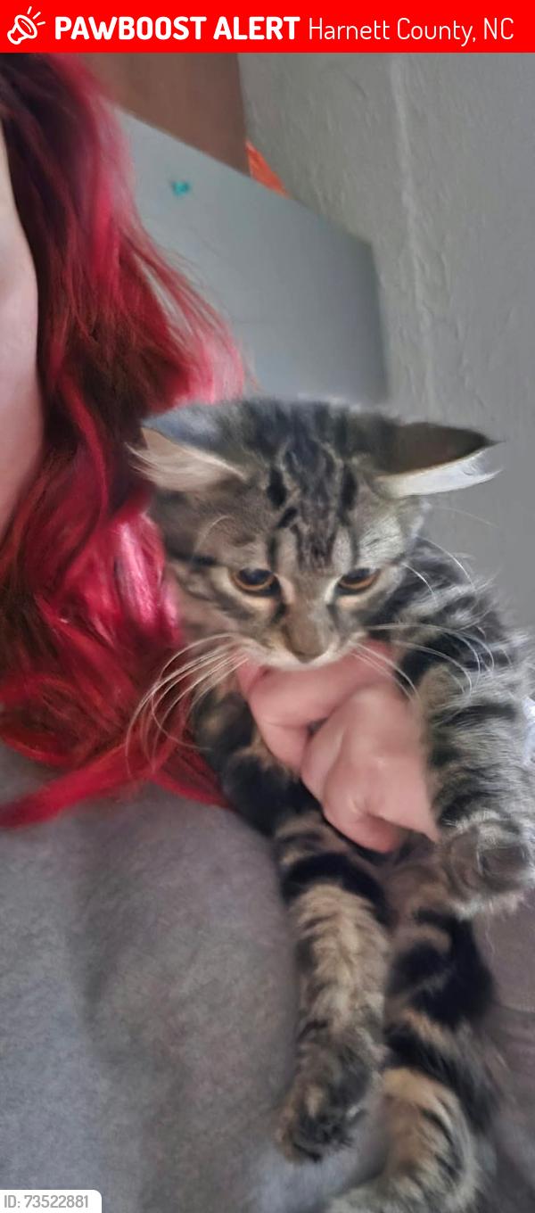 Lost Female Cat last seen Food Lion parking lot in Sanford off Buffalo Lake Rd, Sanford, NC 27332