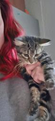 Lost Female Cat last seen Food Lion parking lot in Sanford off Buffalo Lake Rd, Sanford, NC 27332