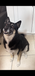 Lost Male Dog last seen Hialeah, Hialeah, FL 33012