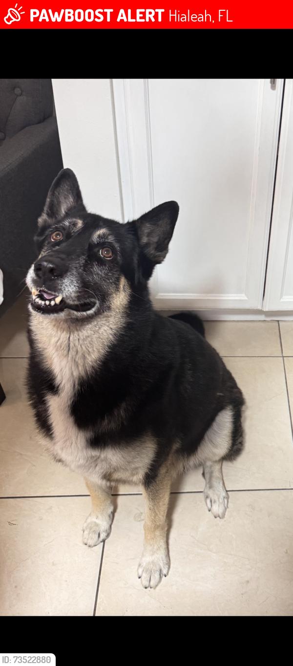 Lost Male Dog last seen Hialeah, Hialeah, FL 33012