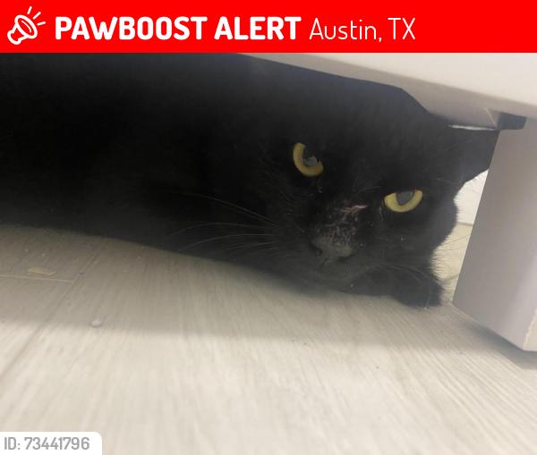 Lost Male Cat last seen Westgate & Western Trails, Austin, TX 78745