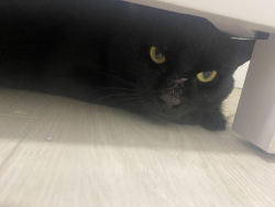 Lost Male Cat last seen Westgate & Western Trails, Austin, TX 78745