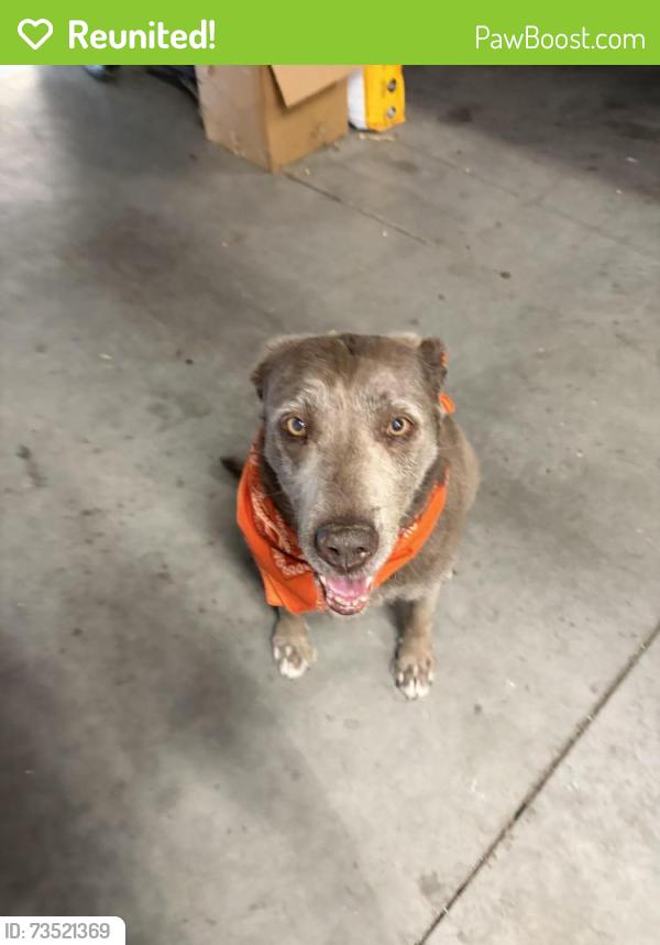 Reunited Female Dog last seen Sunnyridge and Sherry in South Nampa 83686, Nampa, ID 83686