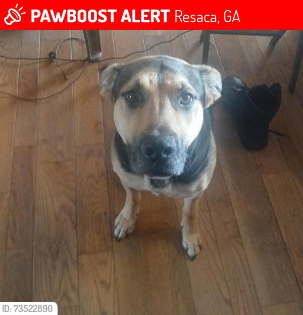 Lost Female Dog last seen Nicklesville Rd, Resaca, GA 30735