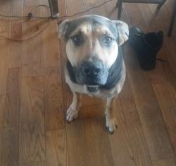 Lost Female Dog last seen Nicklesville Rd, Resaca, GA 30735