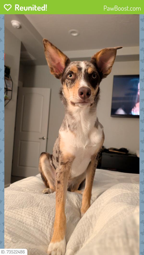 Reunited Male Dog last seen Florida Ave & Ustick Rd, Caldwell, ID 83607