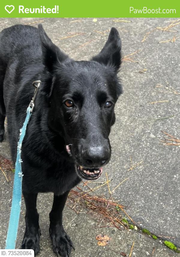 Reunited Male Dog last seen Spencer’s gate dr Youngsville NC, Youngsville, NC 27596