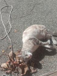 Found/Stray Male Cat last seen Meals on wheels, Manchester, NH 03102