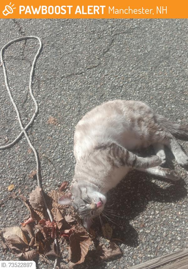 Found/Stray Male Cat last seen Meals on wheels, Manchester, NH 03102
