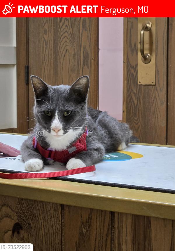 Lost Male Cat last seen Across from Paul's market, Ferguson, MO 63135