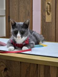 Lost Male Cat last seen Across from Paul's market, Ferguson, MO 63135