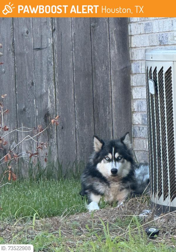 Found/Stray Unknown Dog last seen Woodcroft, Houston, TX 77095