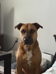 Reunited Male Dog last seen Mt. Nemo Conservation Area (Guelph Line), Burlington, ON L7P 0A5