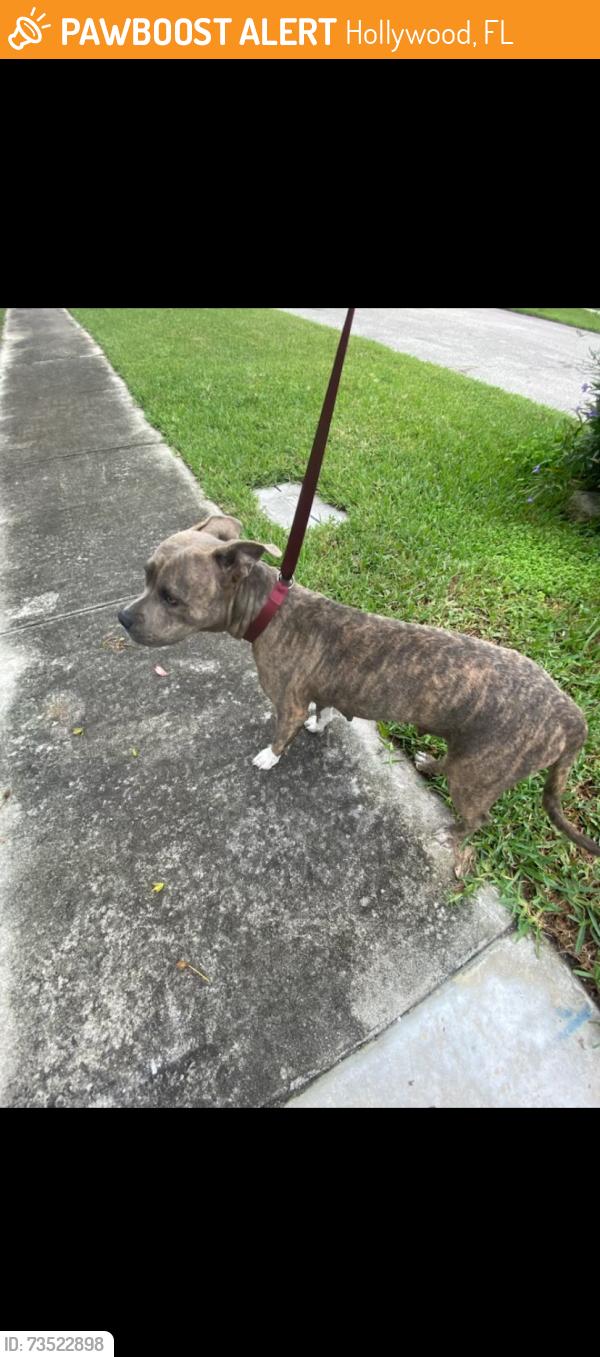 Found/Stray Female Dog last seen Griffin rd, Hollywood, FL 33312