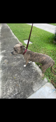 Found/Stray Female Dog last seen Griffin rd, Hollywood, FL 33312