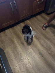 Lost Male Dog last seen 5th arch, Palmyra, NJ 08065