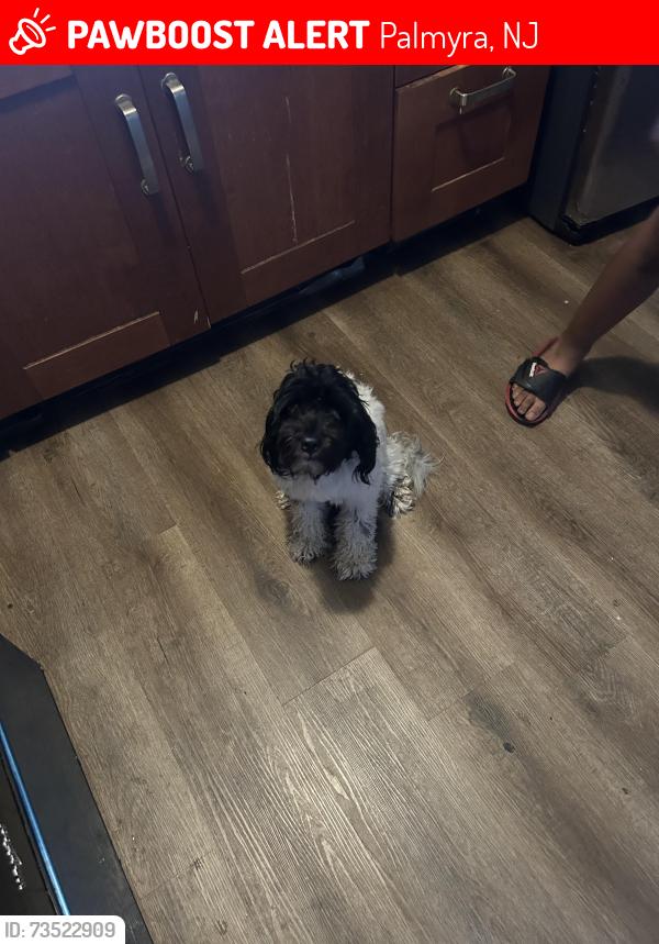 Lost Male Dog last seen 5th arch, Palmyra, NJ 08065