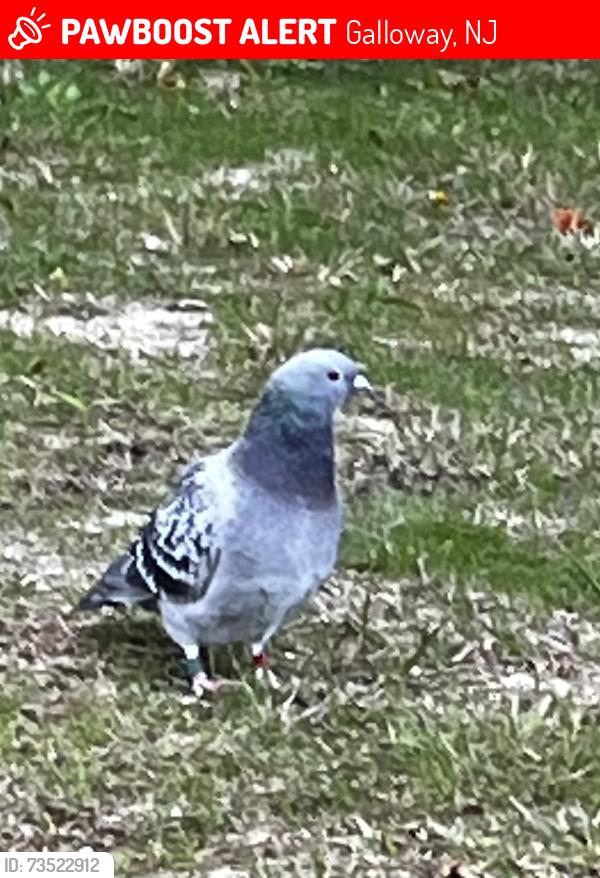 Lost Unknown Bird last seen Brook lane & Route 9, Galloway, NJ 08205