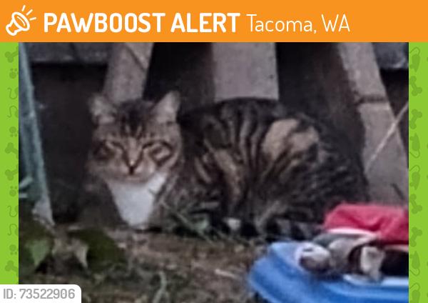 Found/Stray Unknown Cat last seen S 16th St & S Ainsworth, Hilltop, Tacoma, WA 98405
