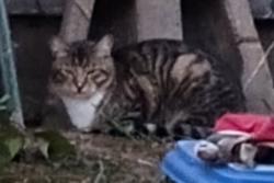 Found/Stray Unknown Cat last seen S 16th St & S Ainsworth, Hilltop, Tacoma, WA 98405
