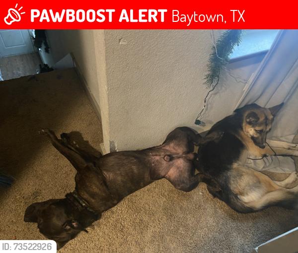 Lost Female Dog last seen GCM high school, Baytown, TX 77521
