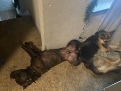 Lost Female Dog last seen GCM high school, Baytown, TX 77521