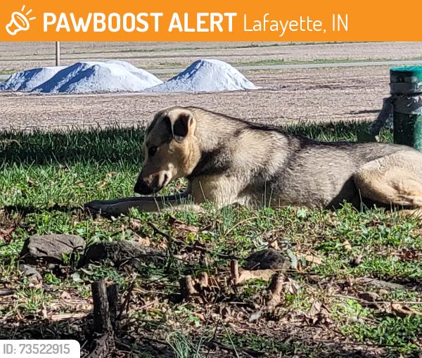 Found/Stray Female Dog last seen 600s, Lafayette, IN 47909