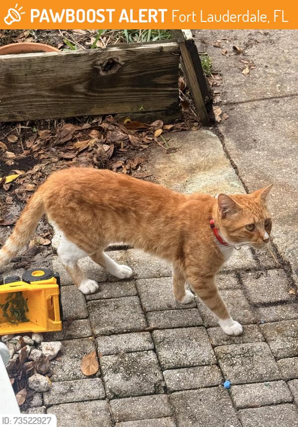 Found/Stray Male Cat last seen Nw 5th Ave and 16th st, Fort Lauderdale, FL 33311