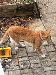 Found/Stray Male Cat last seen Nw 5th Ave and 16th st, Fort Lauderdale, FL 33311