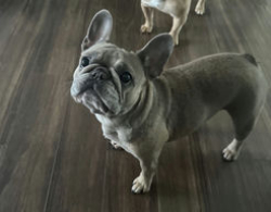 Lost Female Dog last seen Kingston and 1st ave s, St. Petersburg, FL 33711