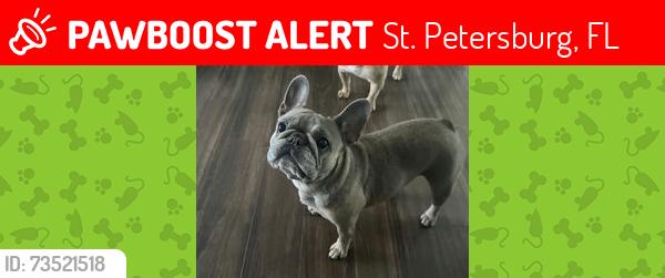 Lost Female Dog last seen Kingston and 1st ave s, St. Petersburg, FL 33711