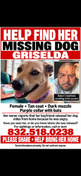 Reunited Female Dog last seen Near, Spring, TX 77373