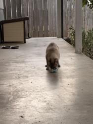 Reunited Unknown Cat last seen Wildrose Way, Ebe St, Sacramento, CA 95826