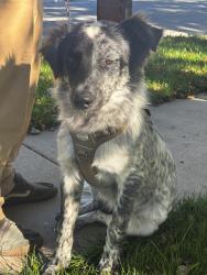 Reunited Unknown Dog last seen Edgemoor & 39th St, Bel Aire, KS 67220