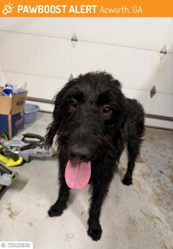 Found/Stray Male Dog last seen Legacy park circle, Acworth, GA 30101