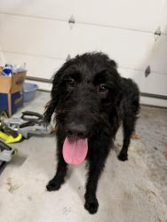Found/Stray Male Dog last seen Legacy park circle, Acworth, GA 30101