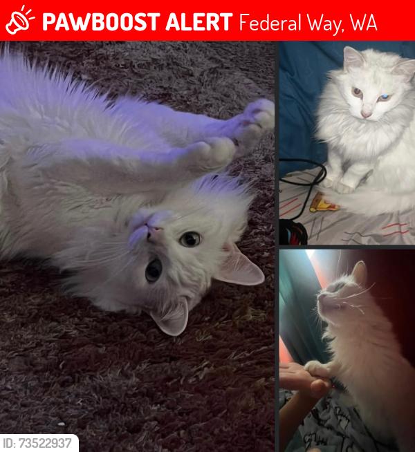 Lost Female Cat last seen 308th and 3rd Ave SW., Federal Way, WA 98023