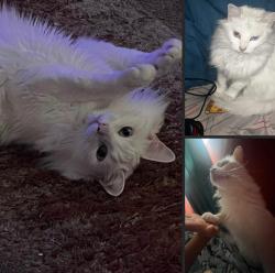 Lost Female Cat last seen 308th and 3rd Ave SW., Federal Way, WA 98023