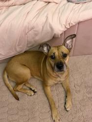 Lost Female Dog last seen Evan’s mill, Stonecrest, GA 30038