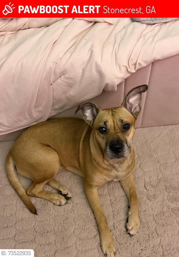 Lost Female Dog last seen Evan’s mill, Stonecrest, GA 30038