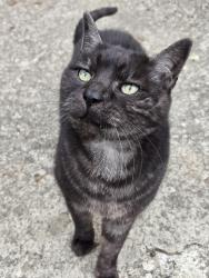 Reunited Male Cat last seen 36th Avenue, Vancouver, BC 