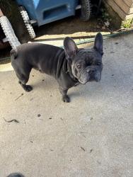 Reunited Male Dog last seen Intersection of Nellie Gray Place and Travellers Drive, Whitsett, NC 27377
