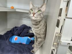 Shelter Stray Female Cat last seen Near Washington Avenue, BRONX, NY, 10451, 326 E 110th St, New York, NY 10029, USA