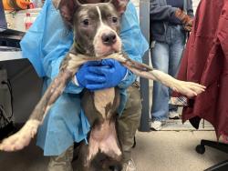 Shelter Stray Female Dog last seen BRONX, NY, 10456, 326 E 110th St, New York, NY 10029, USA