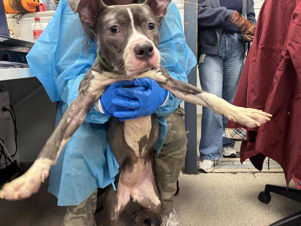 Shelter Stray Female Dog last seen BRONX, NY, 10456, 326 E 110th St, New York, NY 10029, USA